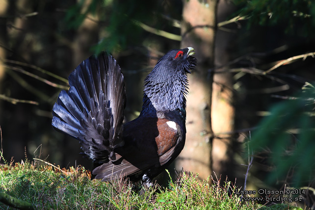 TJÄDER / WESTERN CAPERCAILLIE (Tetrao urogallus) - STOR BILD / FULL SIZE