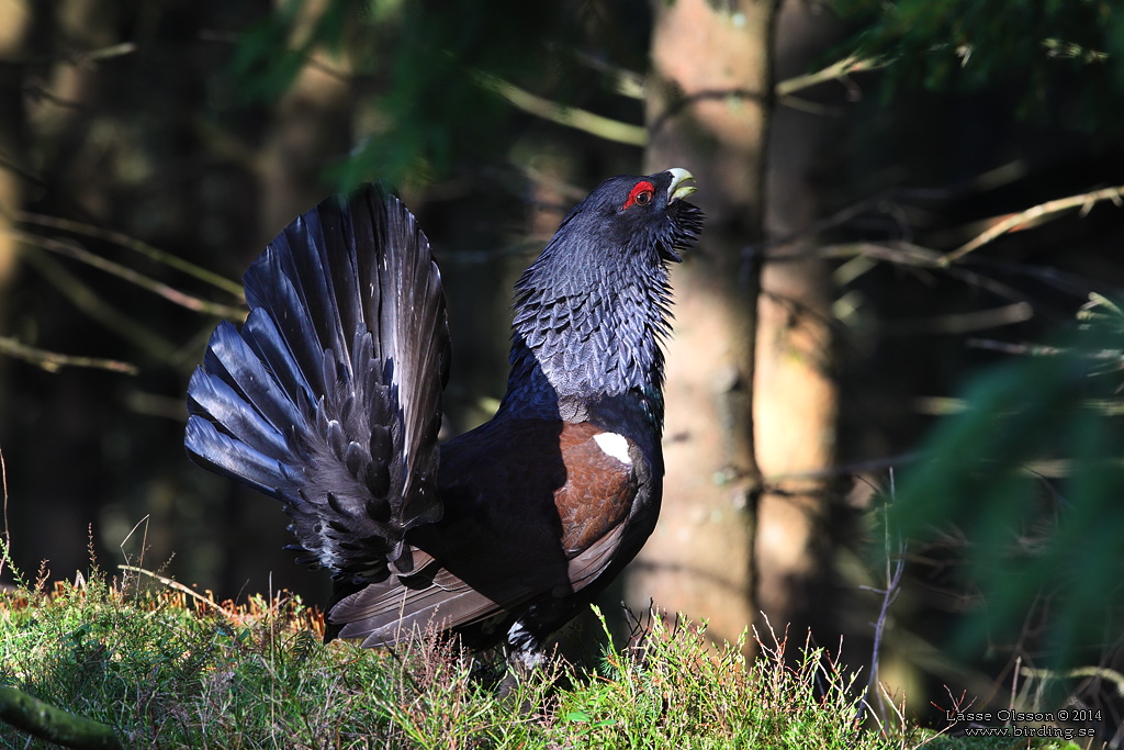 TJDER / WESTERN CAPERCAILLIE (Tetrao urogallus) - Stng / Close