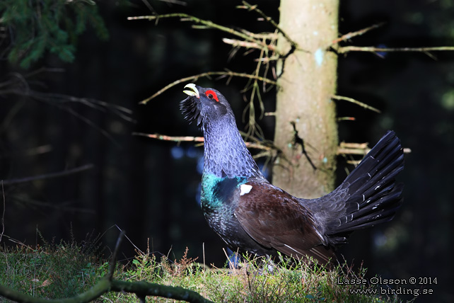 TJÄDER / WESTERN CAPERCAILLIE (Tetrao urogallus) - STOR BILD / FULL SIZE