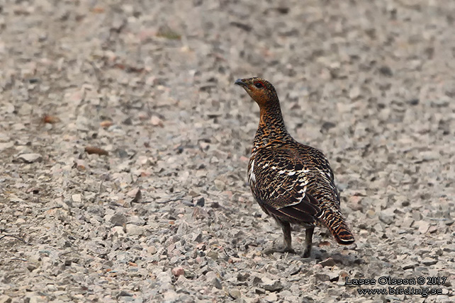 TJÄDER / WESTERN CAPERCAILLIE (Tetrao urogallus) - STOR BILD / FULL SIZE