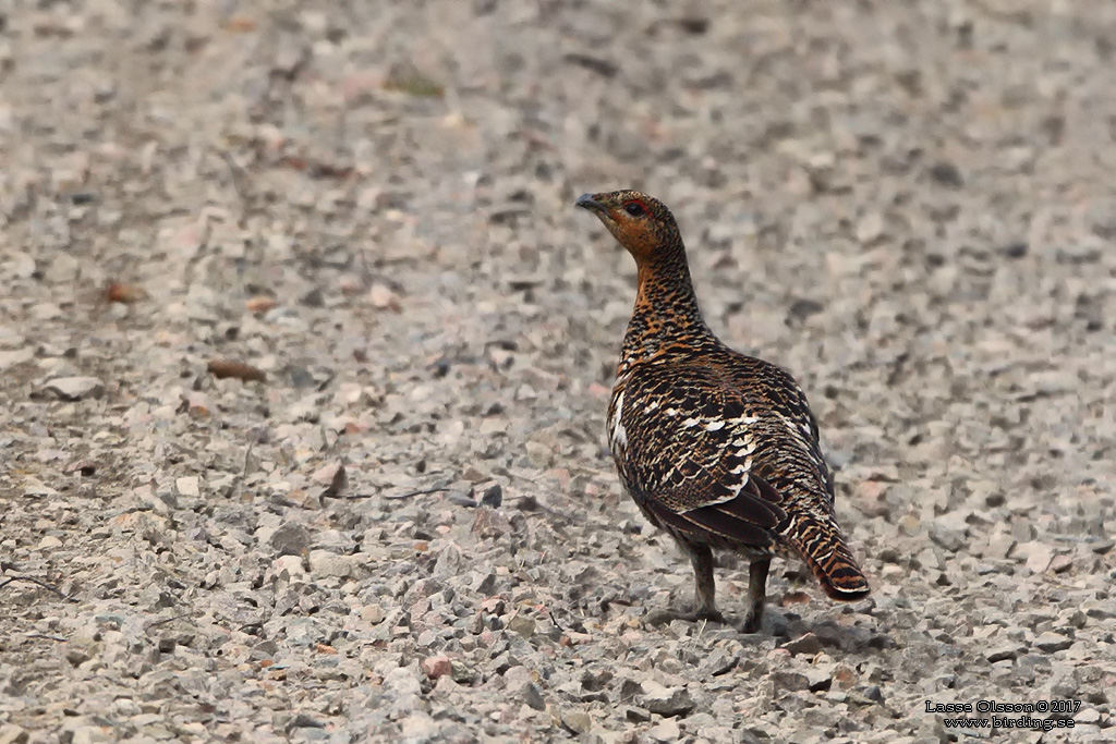 TJDER / WESTERN CAPERCAILLIE (Tetrao urogallus) - Stng / Close