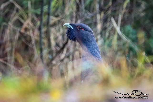 TJÄDER / WESTERN CAPERCAILLIE (Tetrao urogallus) - STOR BILD / FULL SIZE