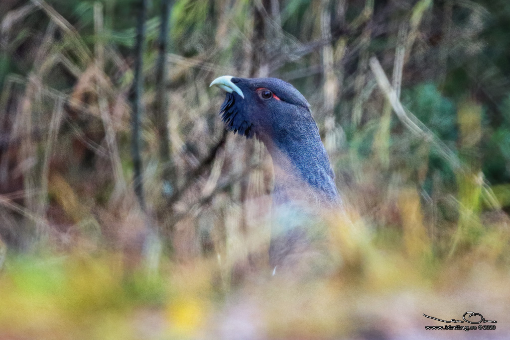 TJDER / WESTERN CAPERCAILLIE (Tetrao urogallus) - Stng / Close