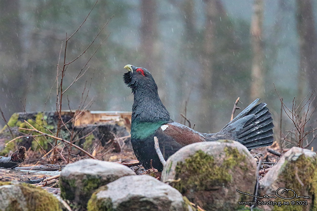 TJÄDER / WESTERN CAPERCAILLIE (Tetrao urogallus) - STOR BILD / FULL SIZE