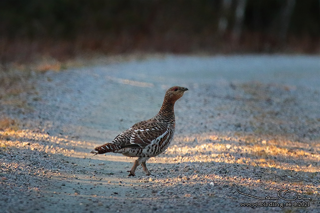 TJÄDER / WESTERN CAPERCAILLIE (Tetrao urogallus) - STOR BILD / FULL SIZE