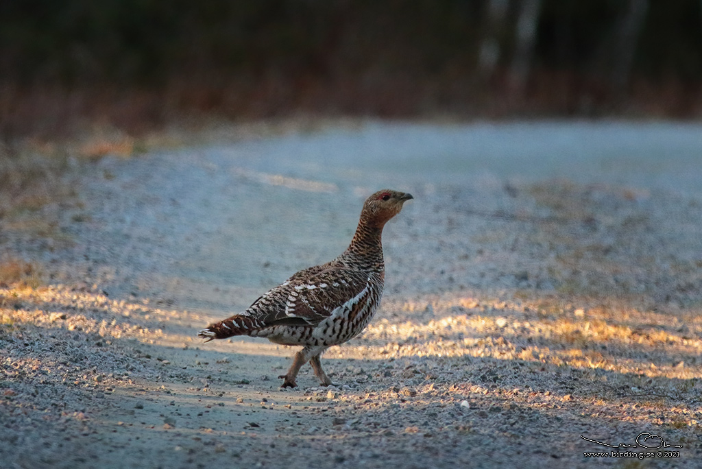 TJDER / WESTERN CAPERCAILLIE (Tetrao urogallus) - Stng / Close