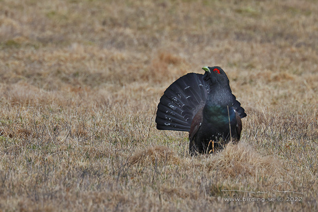 TJÄDER / WESTERN CAPERCAILLIE (Tetrao urogallus) - STOR BILD / FULL SIZE