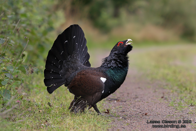 TJDER / WESTERN CAPERCAILLIE (Tetrao urogallus) - STOR BILD / FULL SIZE