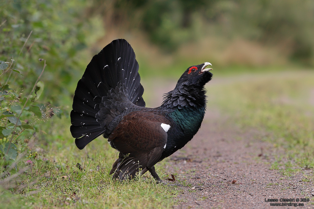 TJDER / WESTERN CAPERCAILLIE (Tetrao urogallus) - Stng / Close