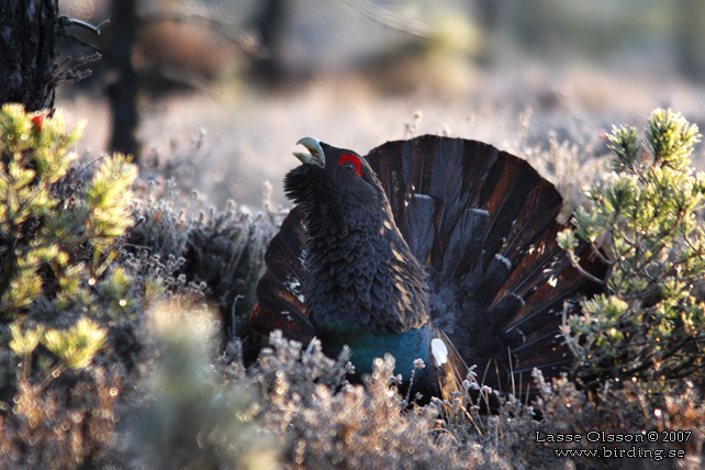 TJDER / WESTERN CAPERCAILLIE (Tetrao urogallus) - STOR BILD / FULL SIZE