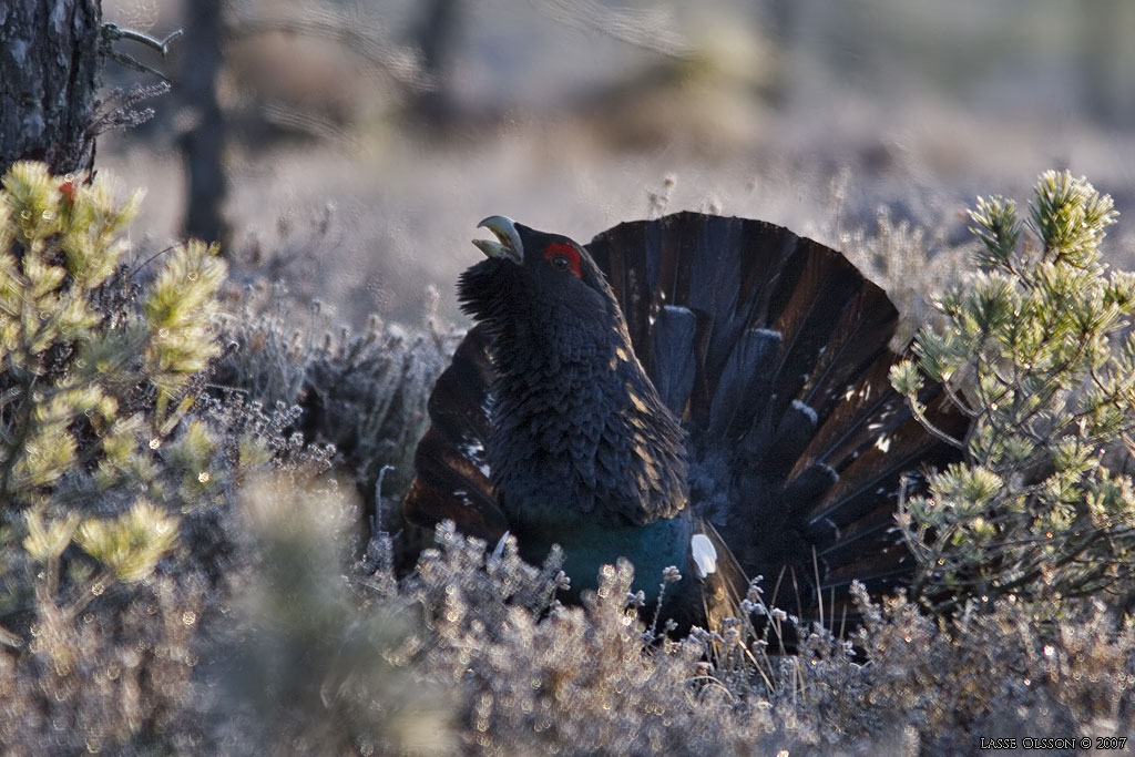 TJDER / WESTERN CAPERCAILLIE (Tetrao urogallus) - Stng / Close