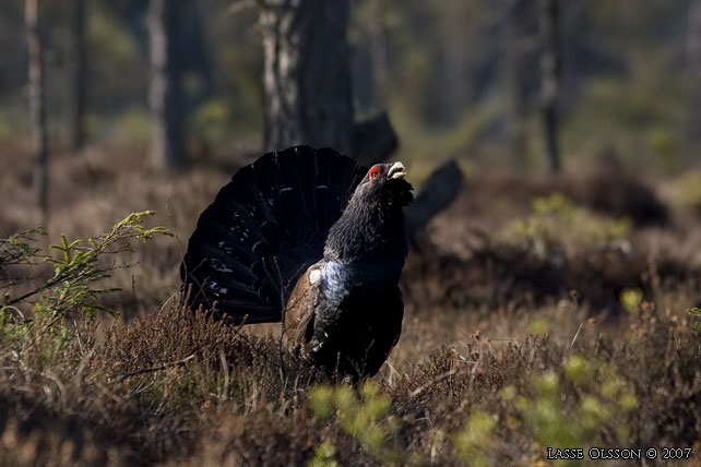 TJDER / WESTERN CAPERCAILLIE (Tetrao urogallus)