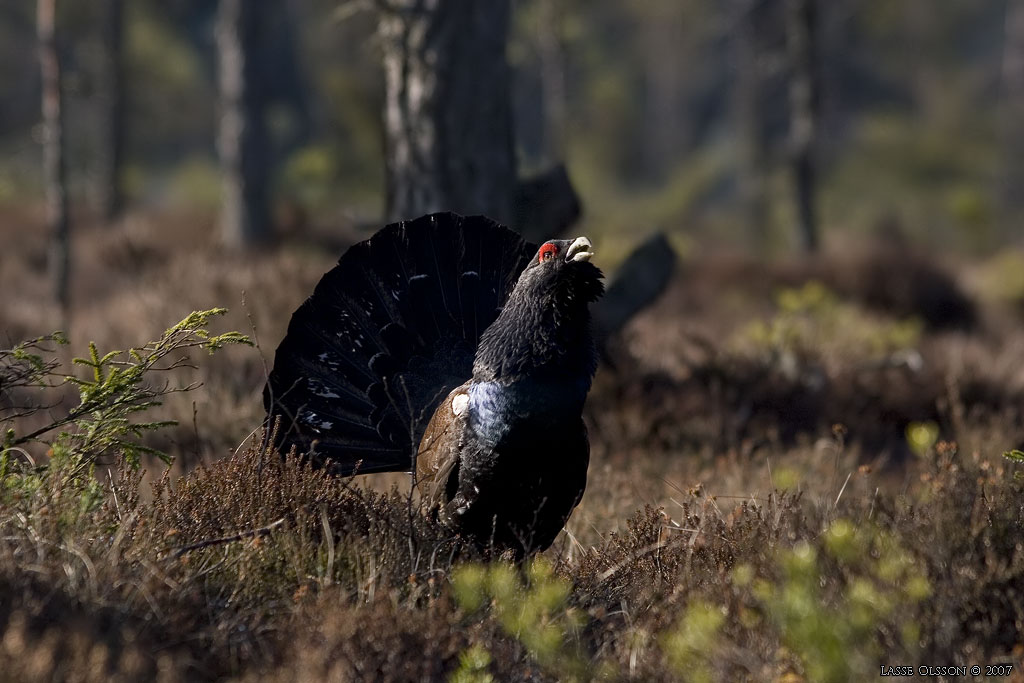 TJDER / WESTERN CAPERCAILLIE (Tetrao urogallus) - Stng / Close