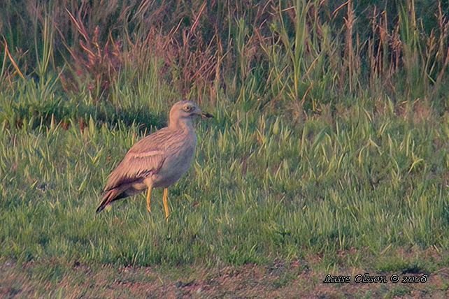 TJOCKFOT / EURASIAN STONE-CURLEW (Burhinus oedicnemus)