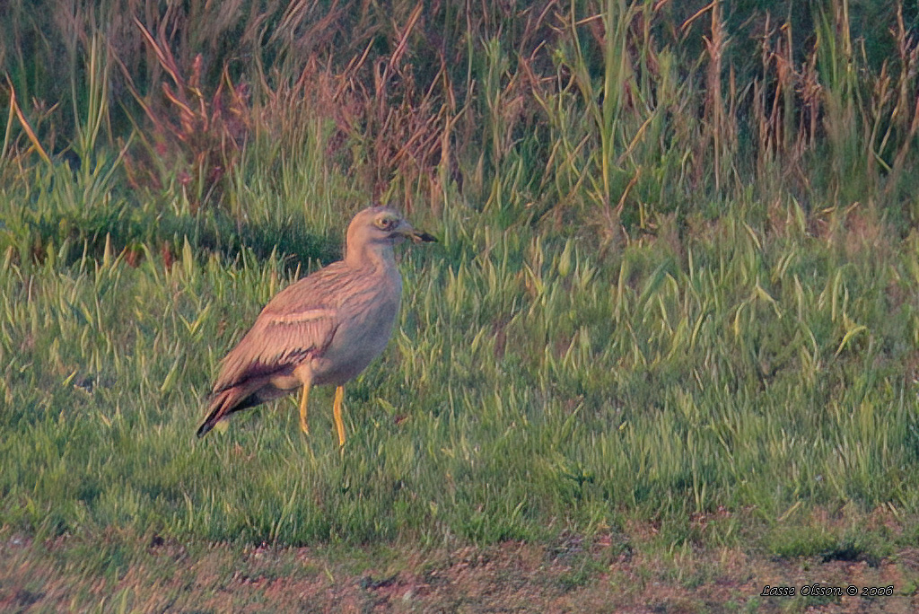 TJOCKFOT / EURASIAN THICK-KNEE (Burhinus oedicnemus) - Stng / Close