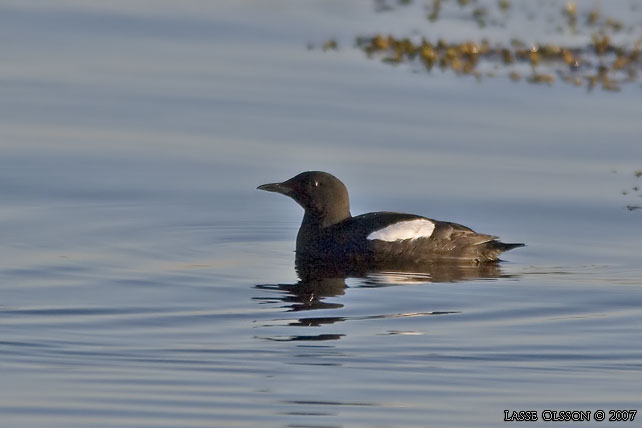 TOBISGRISSLA / BLACK GUILLEMOT (Cepphus grylle) - stor bild / full size