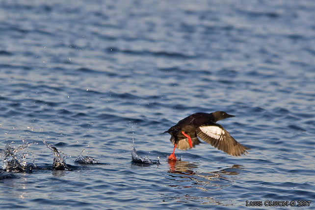 TOBISGRISSLA / BLACK GUILLEMOT (Cepphus grylle) - stor bild / full size