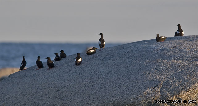 TOBISGRISSLA / BLACK GUILLEMOT (Cepphus grylle) - stor bild / full size