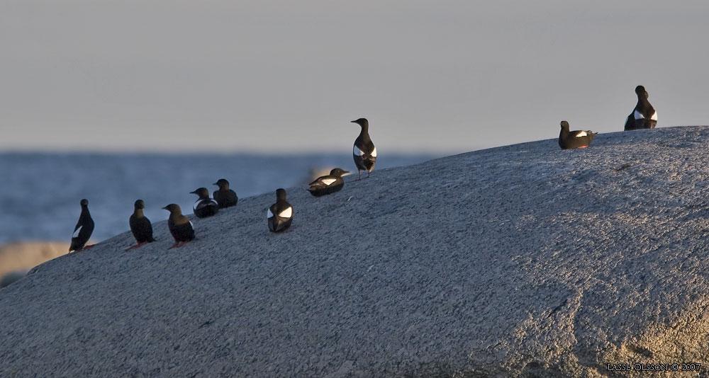 TOBISGRISSLA / BLACK GUILLEMOT (Cepphus grylle) - Stng / Close