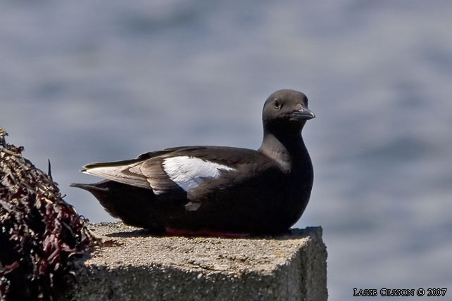 TOBISGRISSLA / BLACK GUILLEMOT (Cepphus grylle) - stor bild / full size