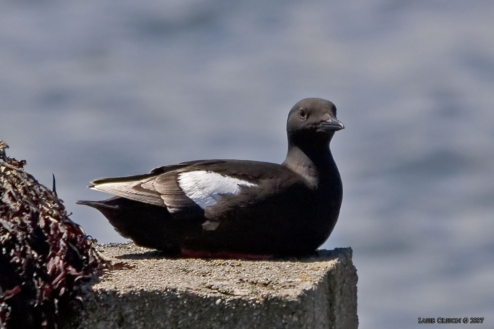 TOBISGRISSLA / BLACK GUILLEMOT (Cepphus grylle) - Stng / Close