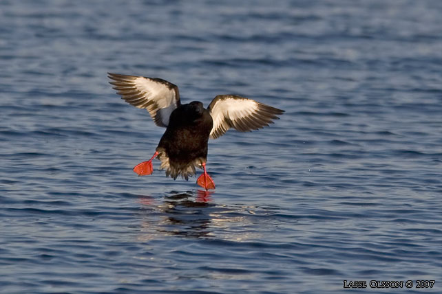 TOBISGRISSLA / BLACK GUILLEMOT (Cepphus grylle) - stor bild / full size