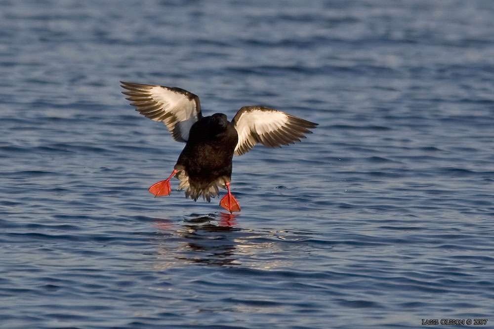 TOBISGRISSLA / BLACK GUILLEMOT (Cepphus grylle) - Stng / Close