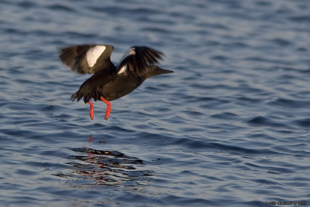 TOBISGRISSLA / BLACK GUILLEMOT (Cepphus grylle) - Stng / Close