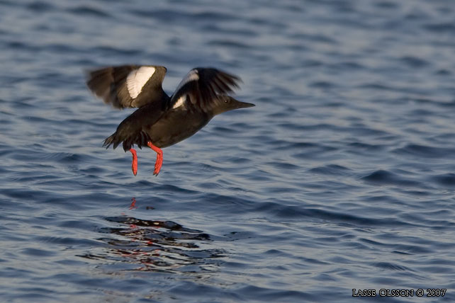 TOBISGRISSLA / BLACK GUILLEMOT (Cepphus grylle) - stor bild / full size