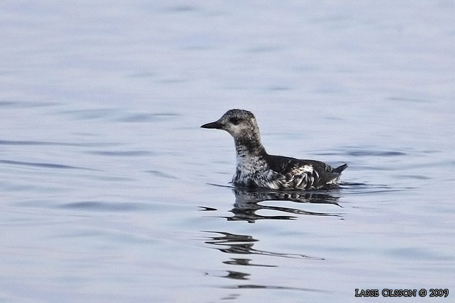 TOBISGRISSLA / BLACK GUILLEMOT (Cepphus grylle) - stor bild / full size