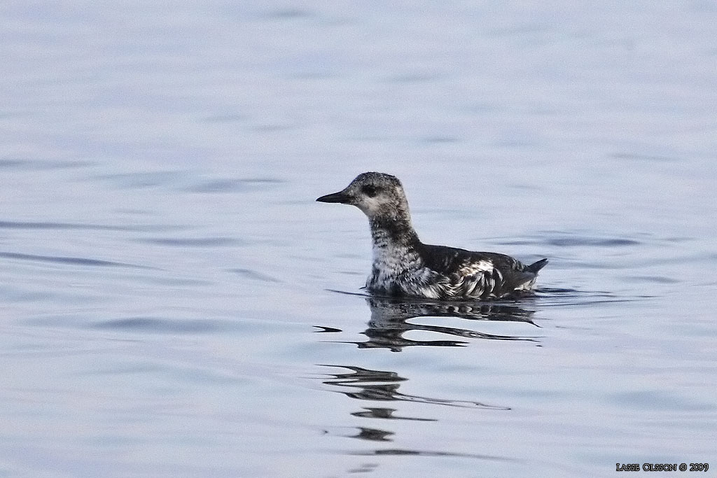 TOBISGRISSLA / BLACK GUILLEMOT (Cepphus grylle) - Stng / Close