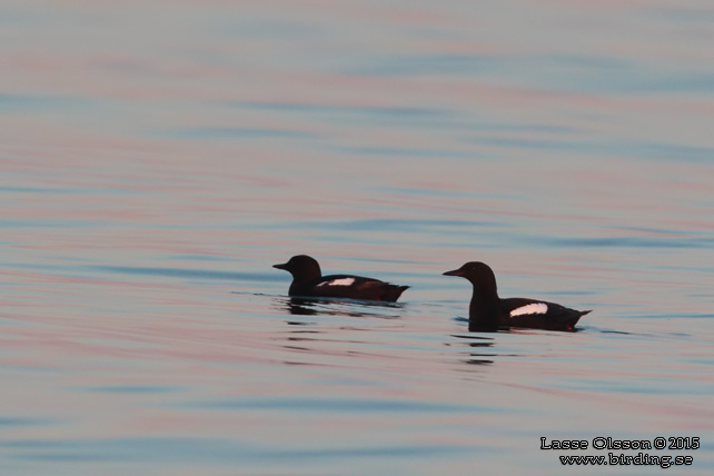 TOBISGRISSLA / BLACK GUILLEMOT (Cepphus grylle) - stor bild / full size