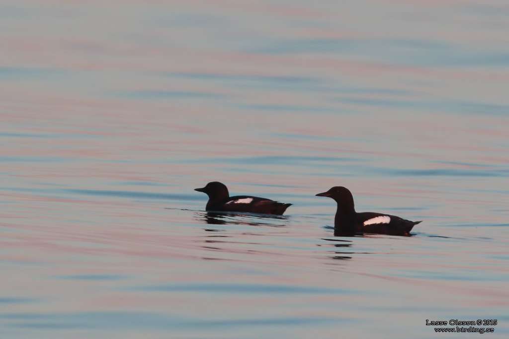 TOBISGRISSLA / BLACK GUILLEMOT (Cepphus grylle) - Stng / Close