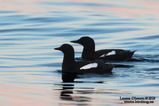 TOBISGRISSLA / BLACK GUILLEMOT (Cepphus grylle) - stor bild / full size