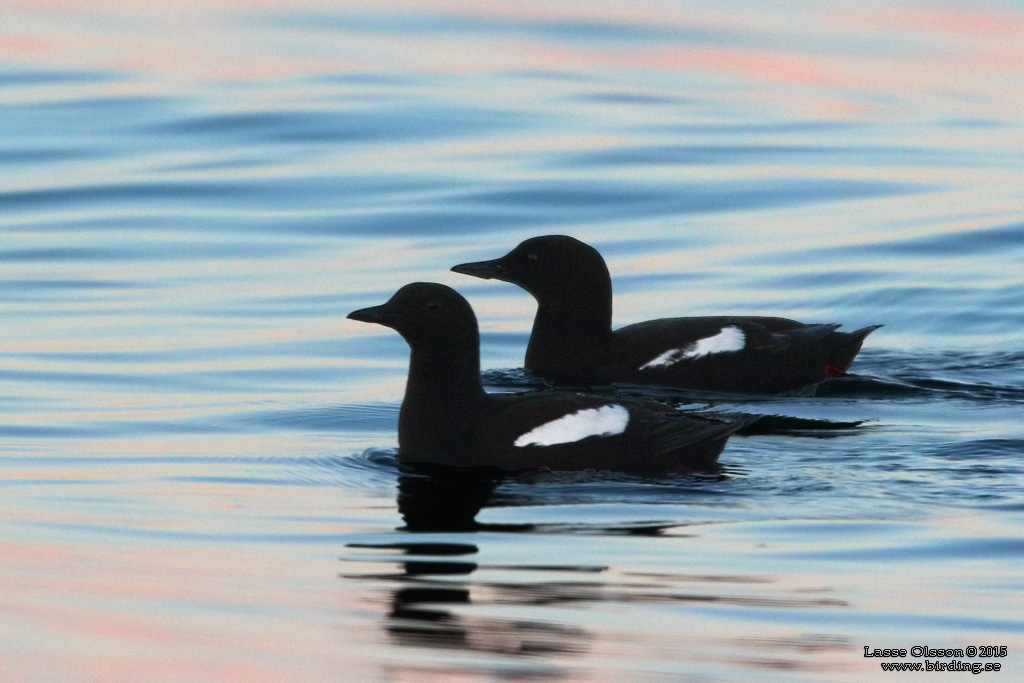 TOBISGRISSLA / BLACK GUILLEMOT (Cepphus grylle) - Stng / Close