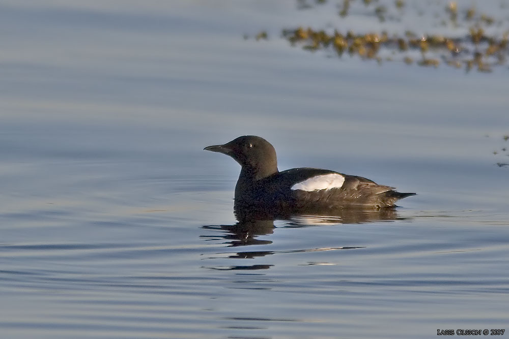 TOBISGRISSLA / BLACK GUILLEMOT (Cepphus grylle) - Stng / Close