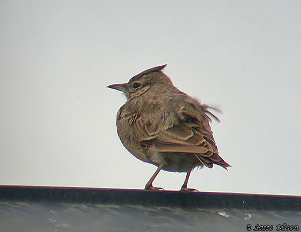 TOFSLRKA / CRESTED LARK (Galerida cristata)