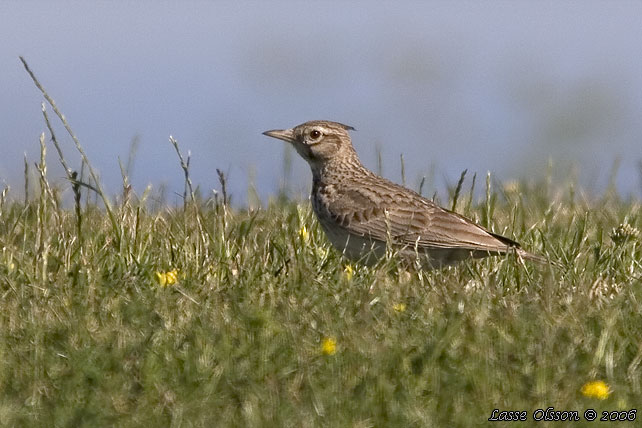 TOFSLRKA / CRESTED LARK (Galerida cristata)