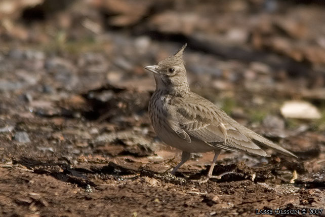 TOFSLRKA / CRESTED LARK (Galerida cristata) - stor bild / full size