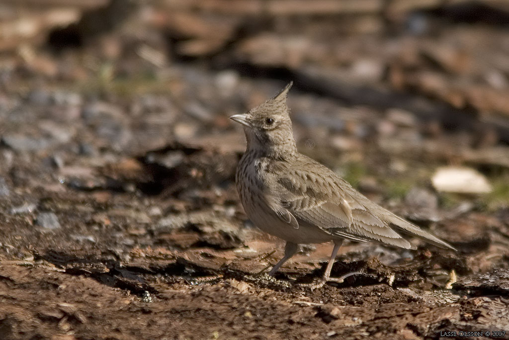 TOFSLRKA / CRESTED LARK (Galerida cristata) - Stng / Close