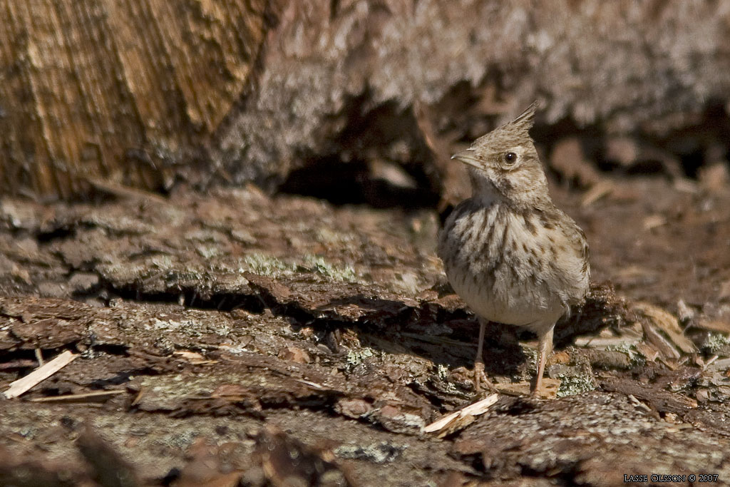 TOFSLRKA / CRESTED LARK (Galerida cristata) - Stng / Close