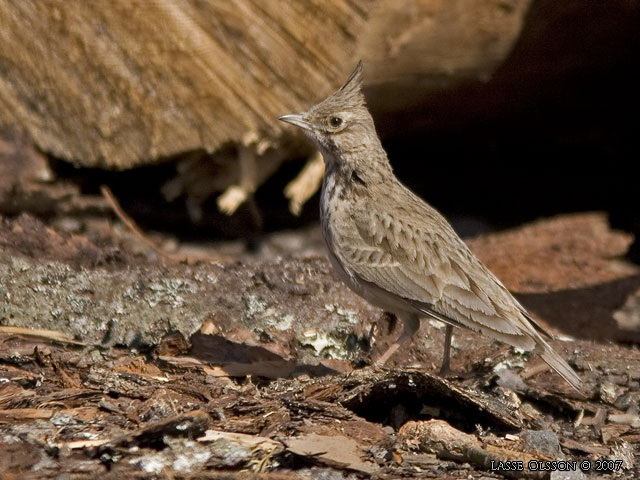 TOFSLRKA / CRESTED LARK (Galerida cristata) - stor bild / full size