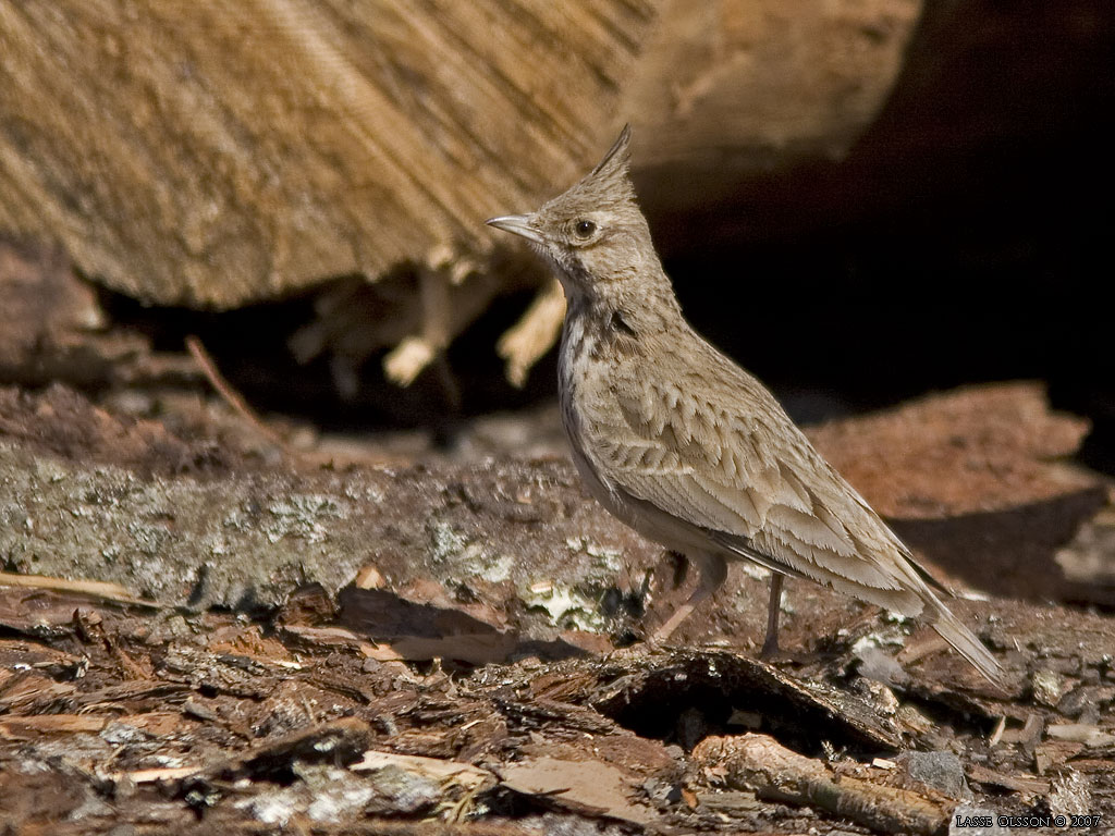 TOFSLRKA / CRESTED LARK (Galerida cristata) - Stng / Close