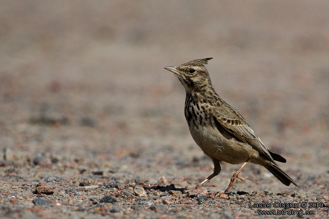 TOFSLRKA / CRESTED LARK (Galerida cristata) - stor bild / full size