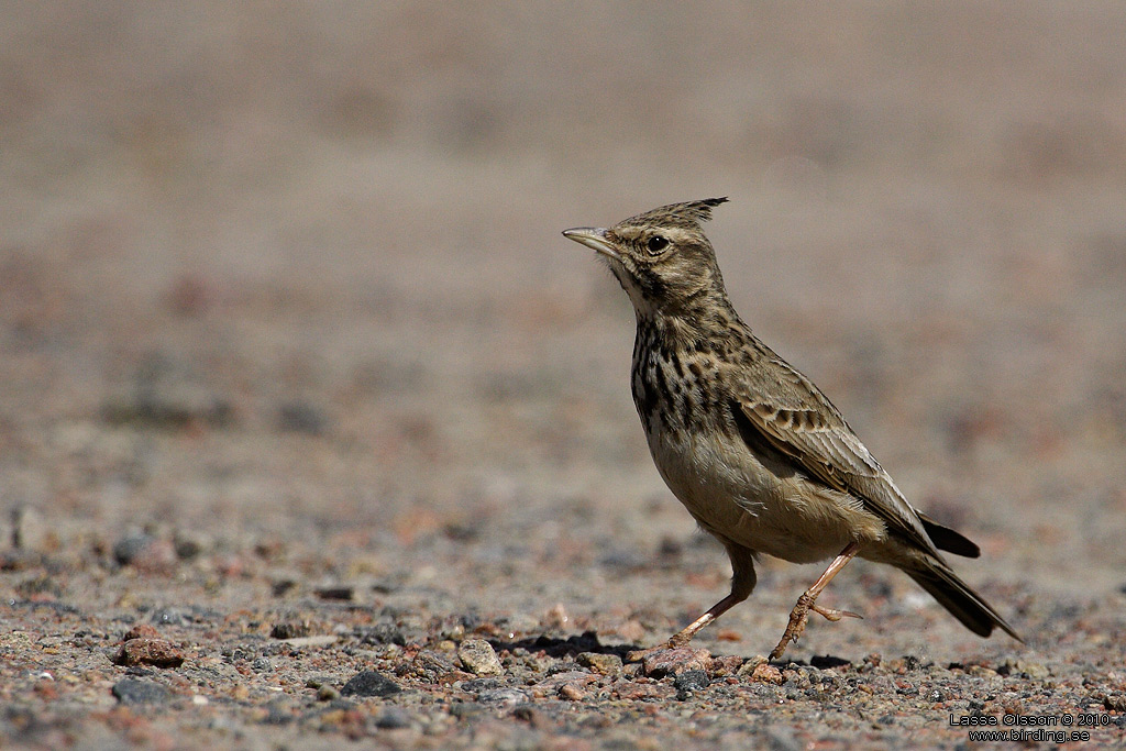 TOFSLRKA / CRESTED LARK (Galerida cristata) - Stng / Close