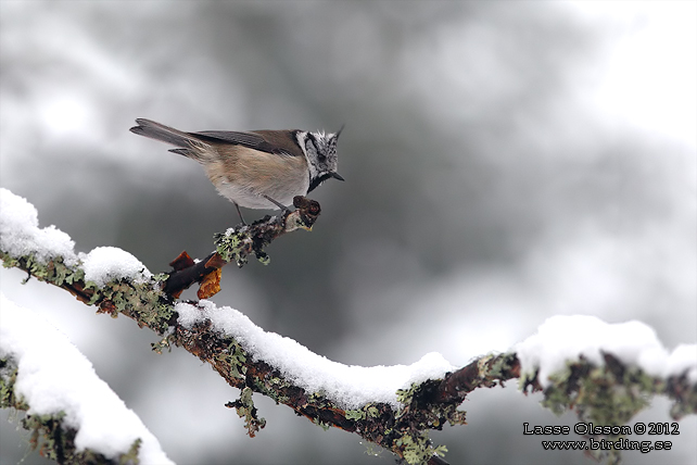 TOFSMES / EUROPEAN CRESTED TIT (Lophophanes cristatus) - STOR BILD / FULL SIZE