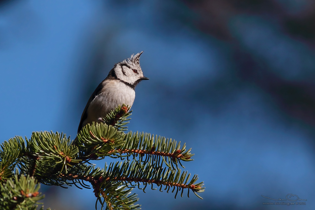 TOFSMES / EUROPEAN CRESTED TIT (Lophophanes cristatus) - Stng / CLOSE