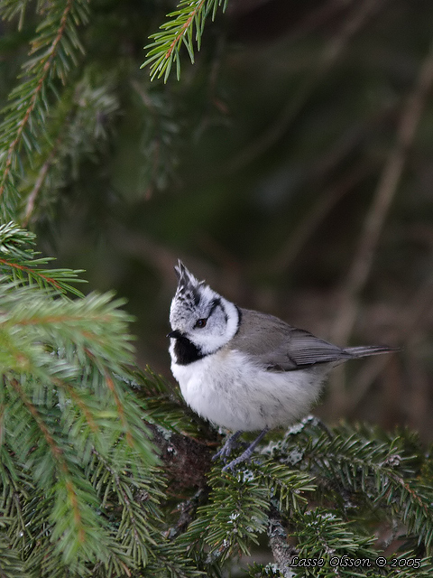 TOFSMES / EUROPEAN CRESTED TIT (Lophophanes cristatus)