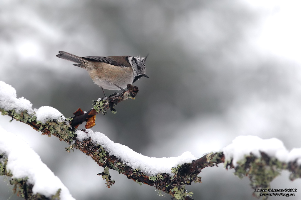 TOFSMES / EUROPEAN CRESTED TIT (Lophophanes cristatus) - Stng / CLOSE