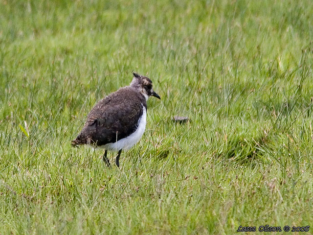 TOFSVIPA / LAPWING (Vanellus vanellus)